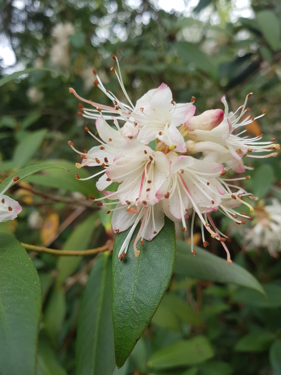 R. hanceanum